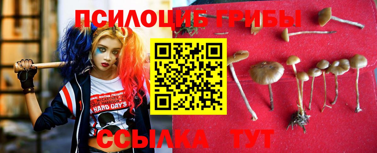 Галлюциногенные грибы Psilocybe Вичуга